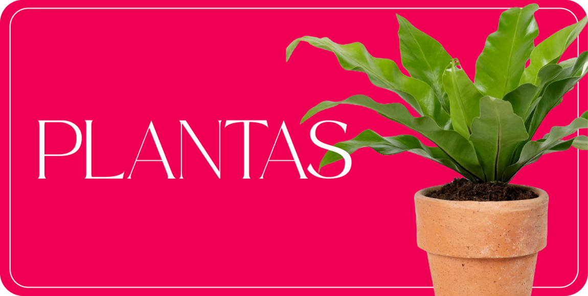 Plantas