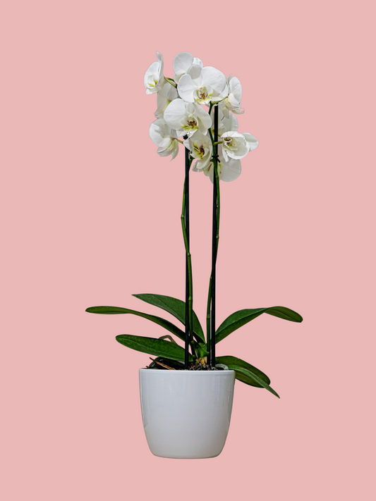 Orquídea blanca con base